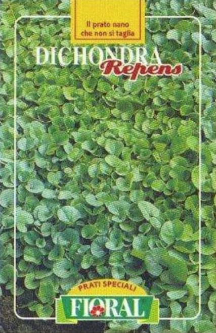Dihondra (Dichondra repens) za ozelenitev 100 g za 100 m2