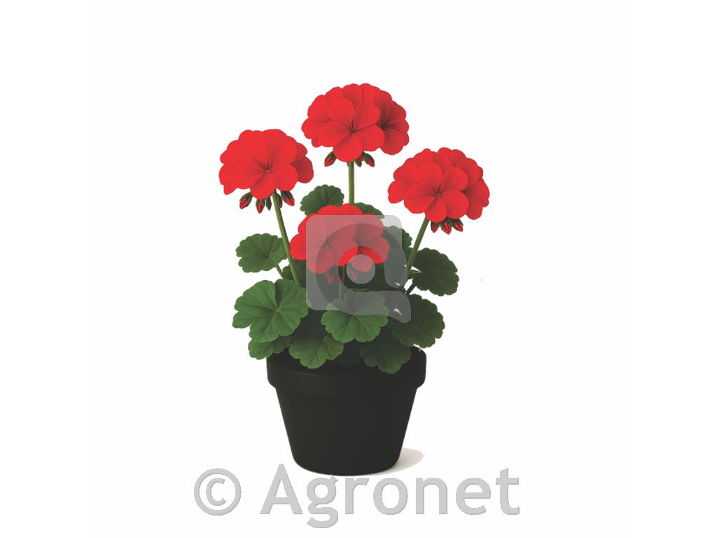 Pelargonija rdeča pokončna