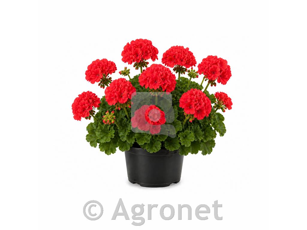 Pelargonija pokončna svetlo rdeča
