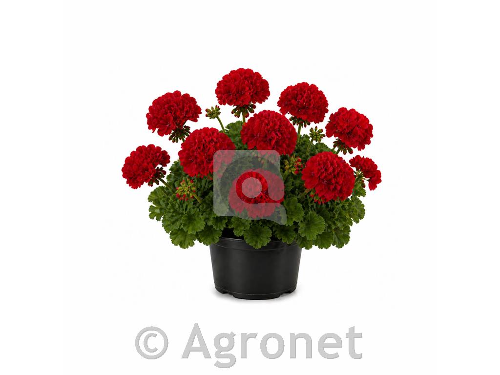 Pelargonija pokončna temno rdeča