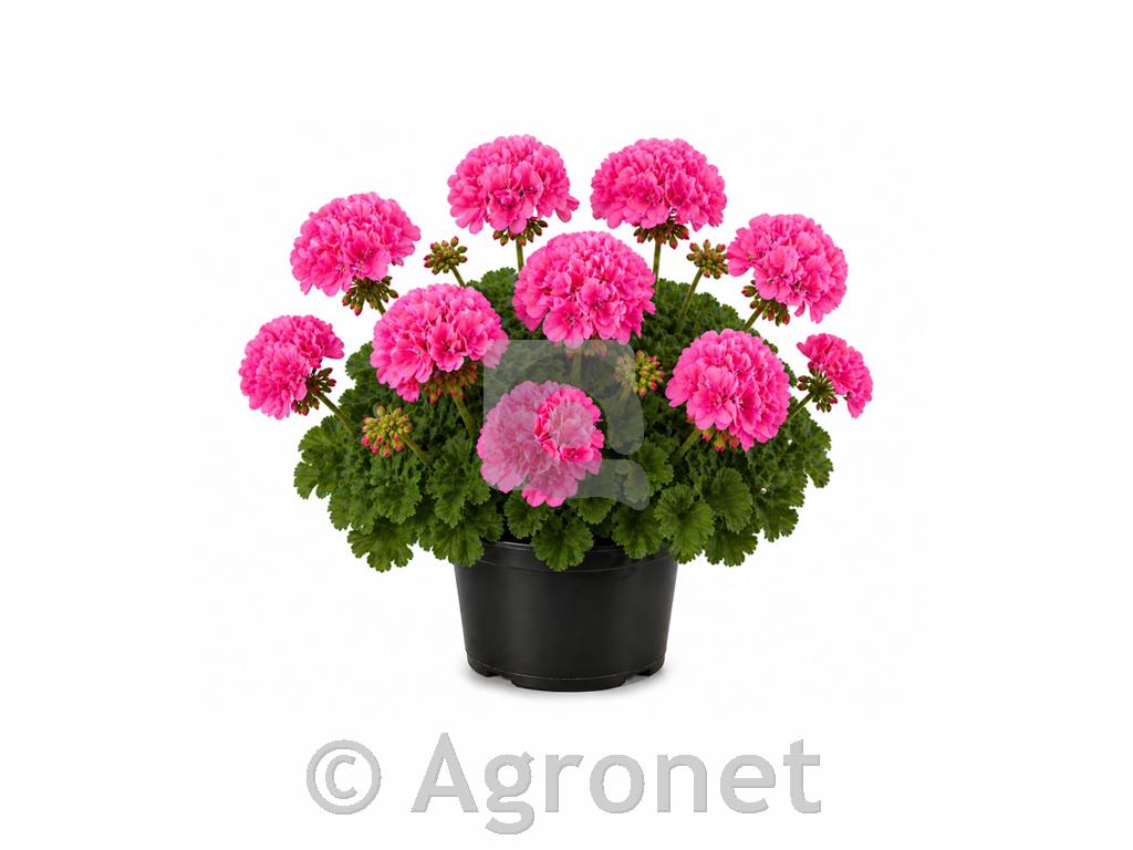Pelargonija pokončna roza