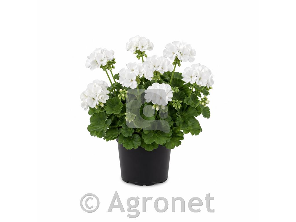 Pelargonija pokončna bela