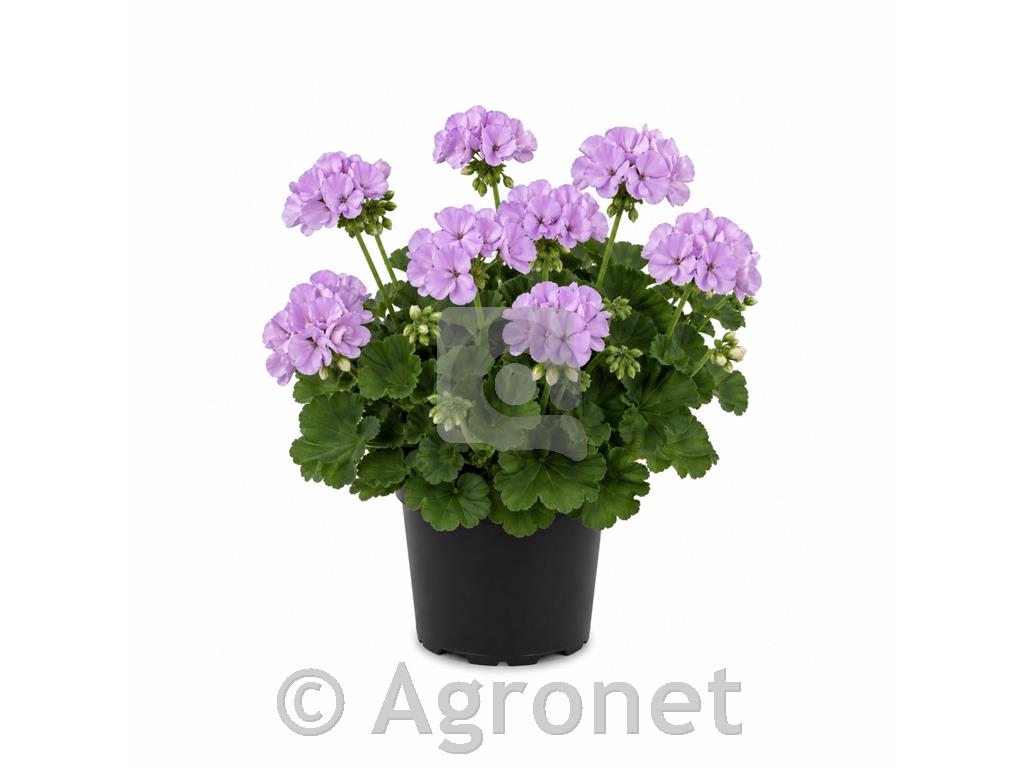 Pelargonija pokončna lila