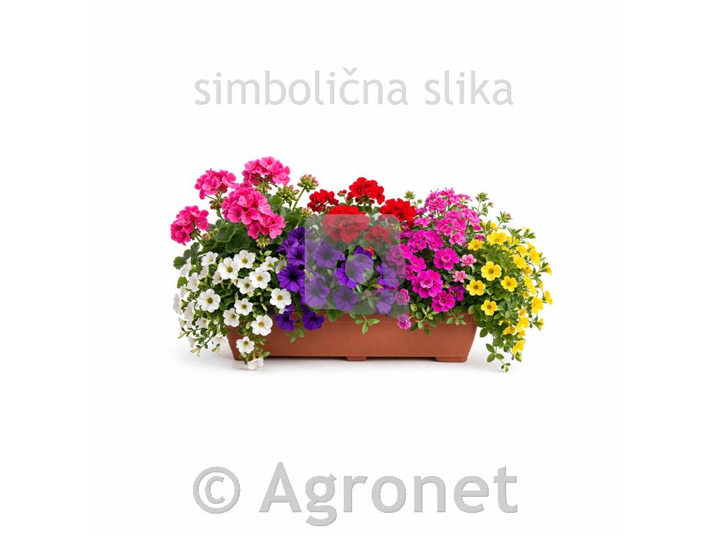 Pelargonija pokončna voijolična