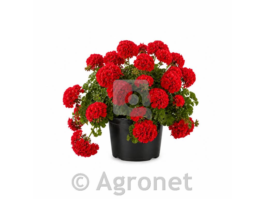 Calliopa - polviseča pelargonija rdeča