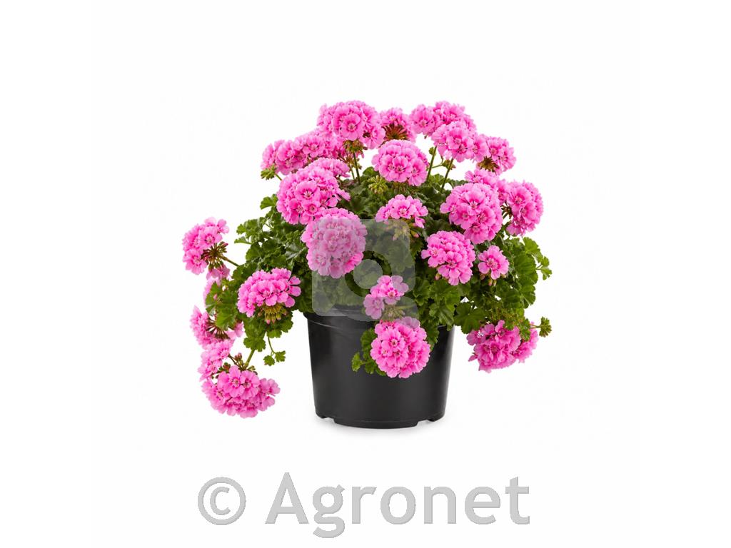 Calliopa - polviseča pelargonija roza