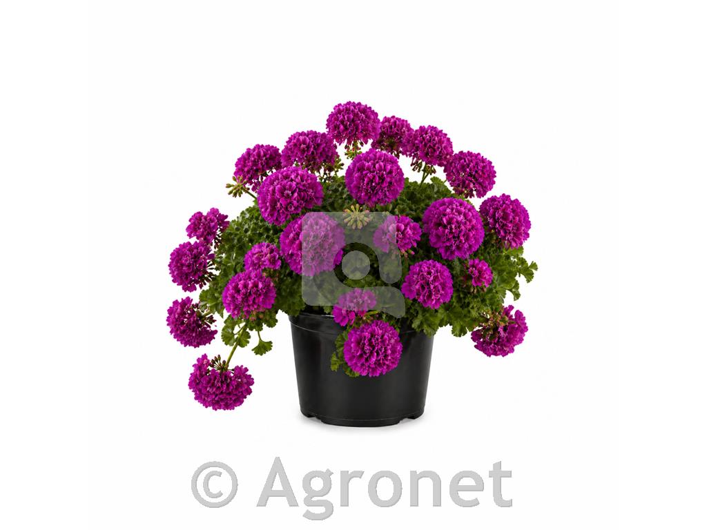 Calliopa - polviseča pelargonija vijolična