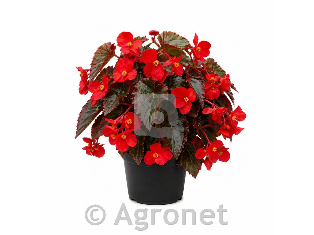 Zmajevo krilo - rdeče