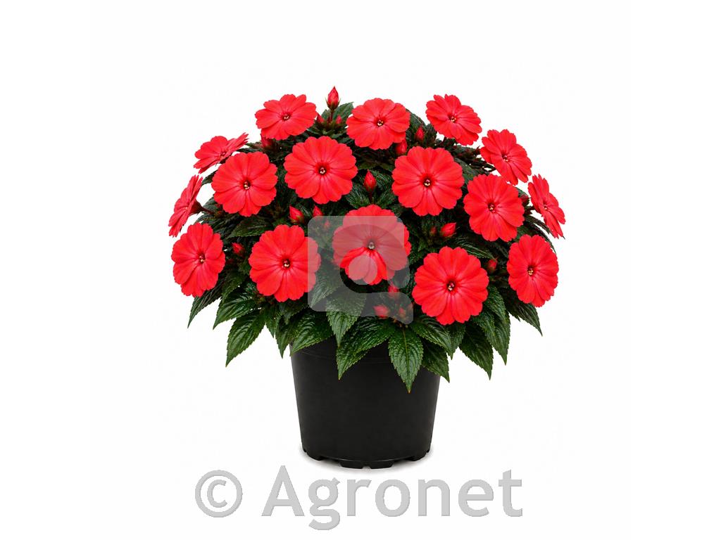 Nova gvineja svetlo rdeča