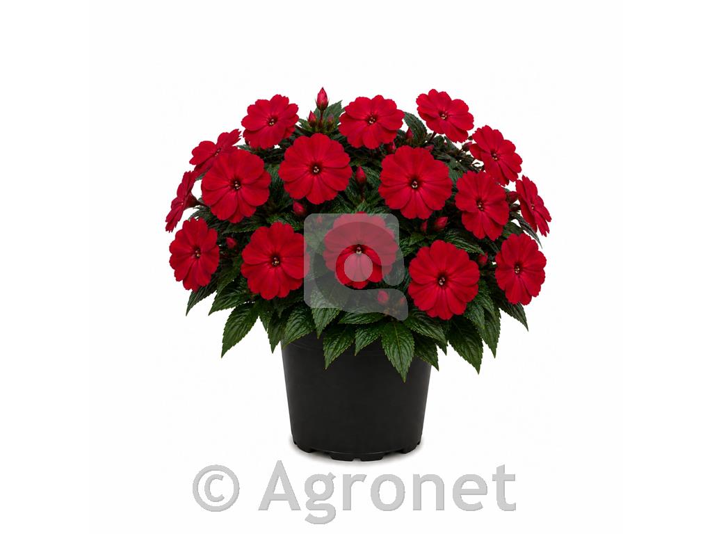 Nova gvineja temno rdeča