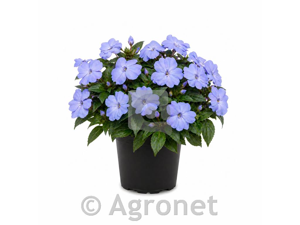 Nova gvineja svetlomodra