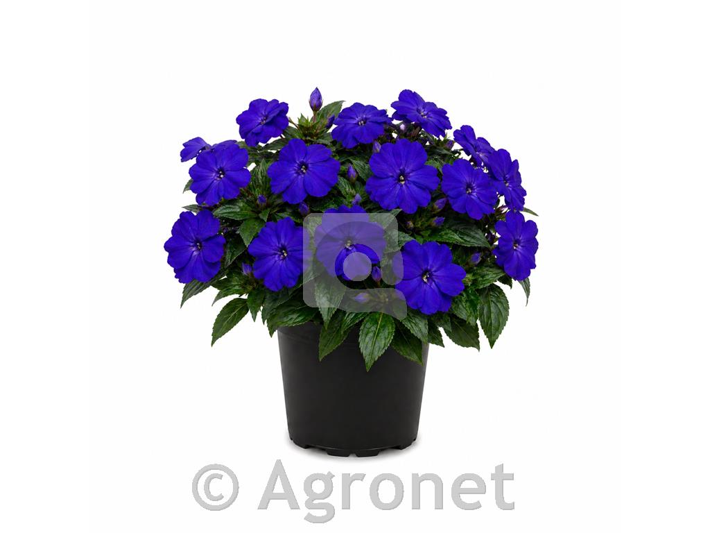 Nova gvineja temno modra