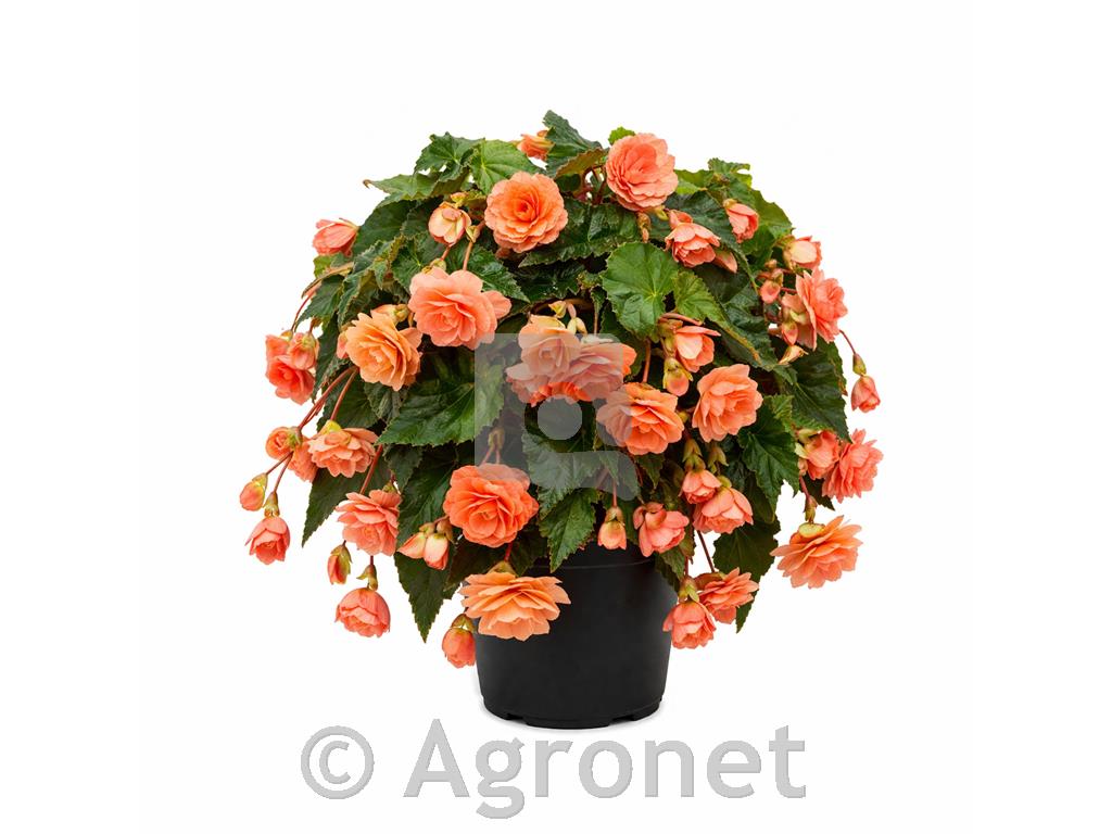 Gomolna begonija - viseča marelična