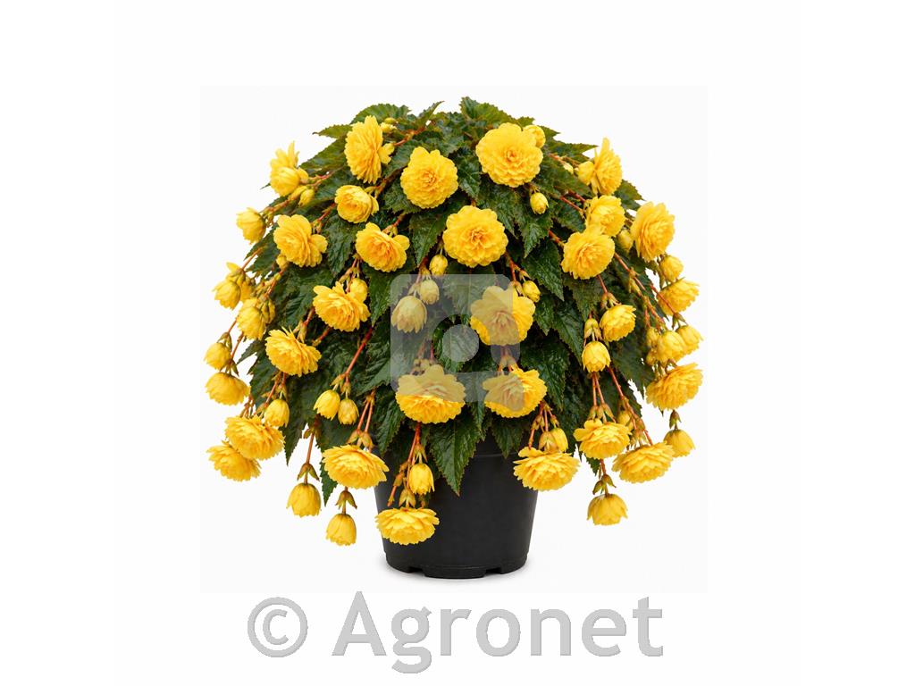 Gomolna begonija - viseča rumena