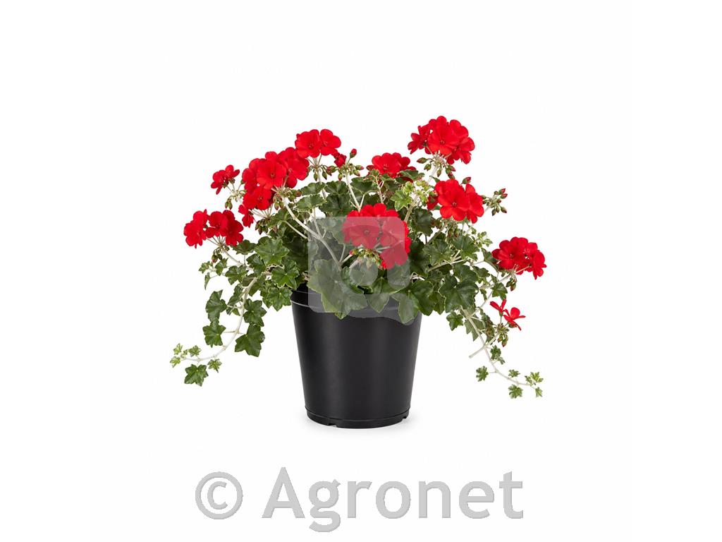 Bršljanka belo stebelna rdeča