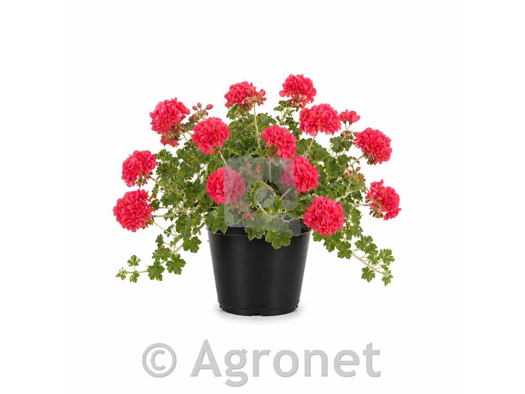 Bršljanka dvojna svetlo rdeča