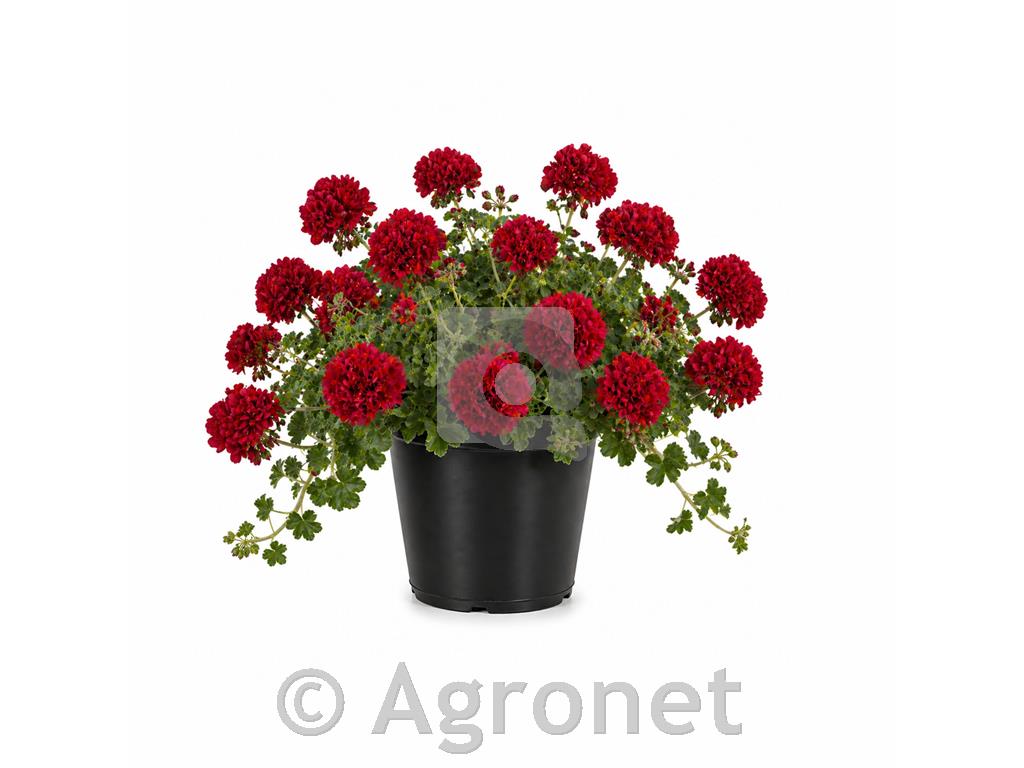 Bršljanka dvojna temno rdeča