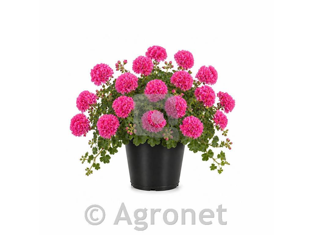 Bršljanka dvojna roza