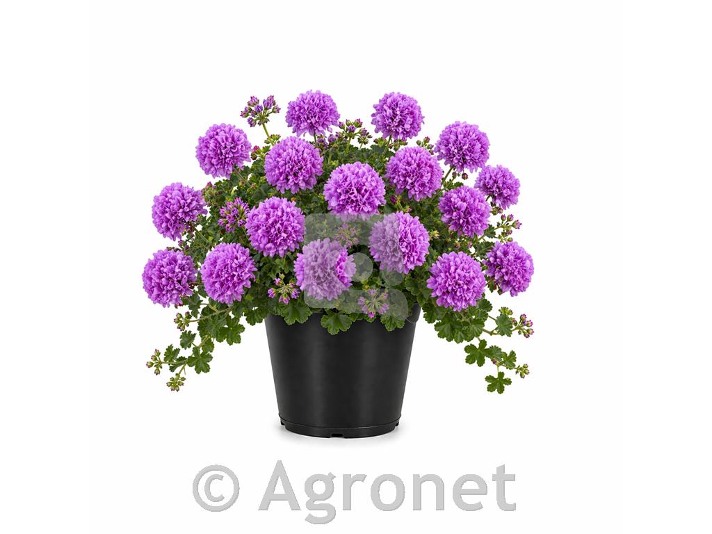 Bršljanka dvojna lila