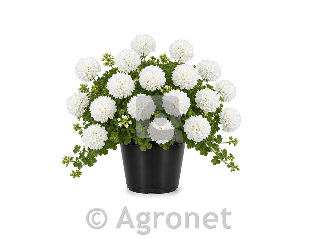 Bršljanka dvojna Bela