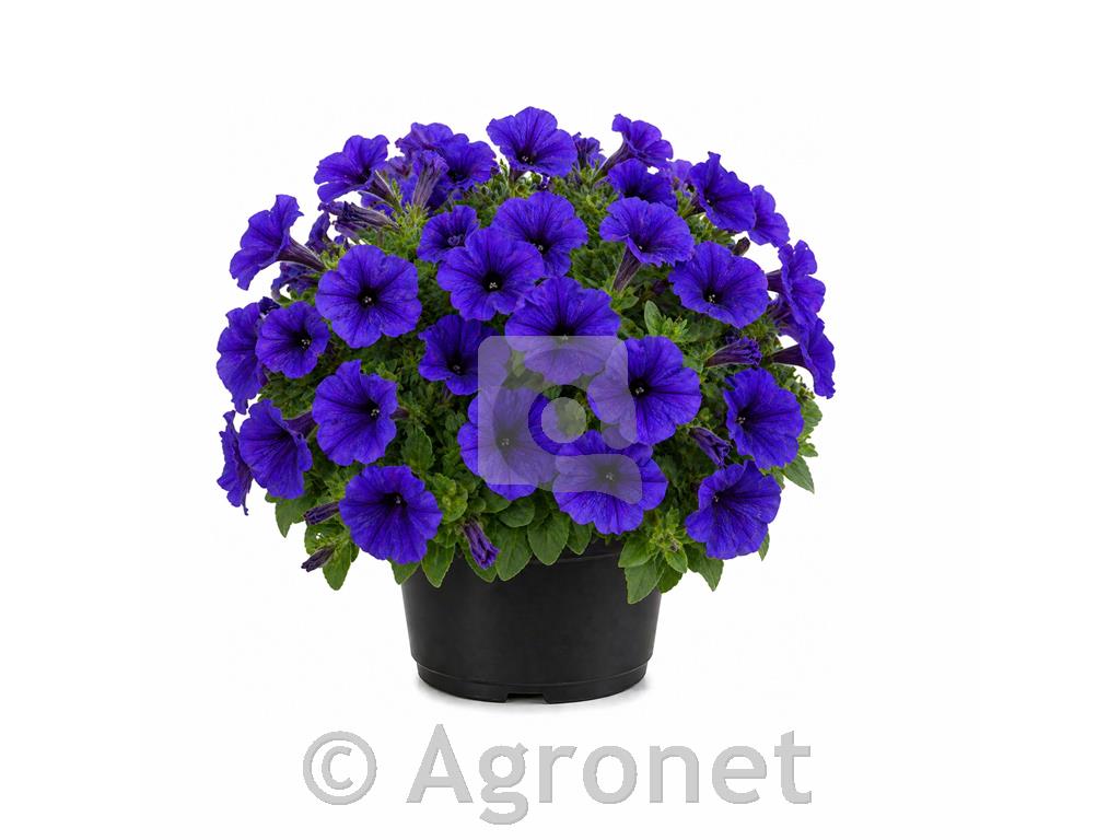 Petunija modra