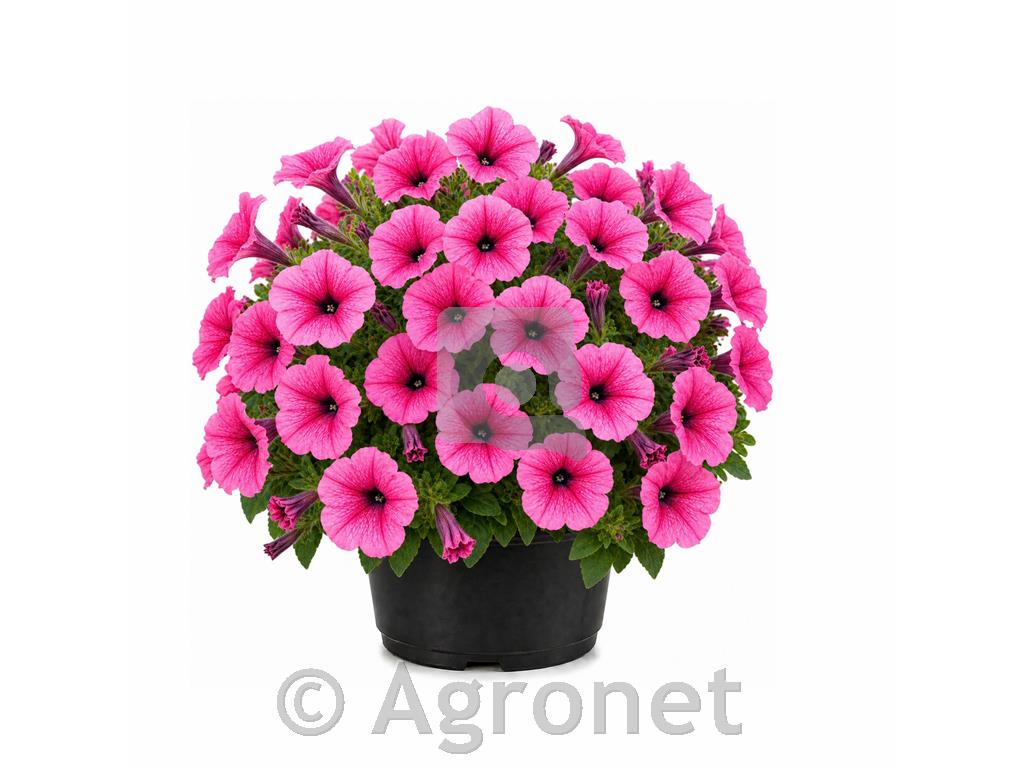 Petunija roza
