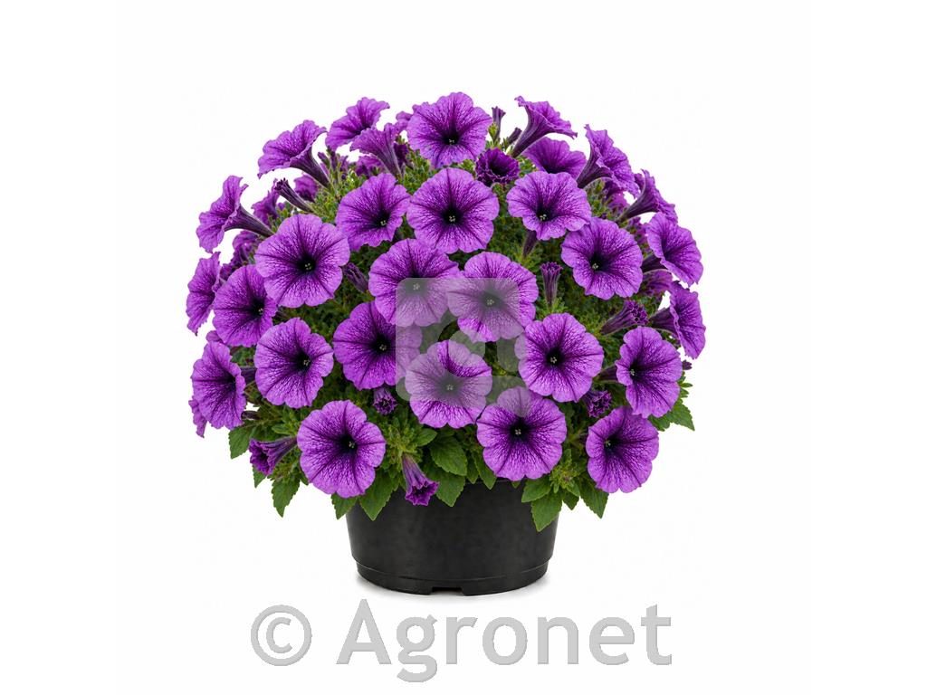 Petunija vijolčasta