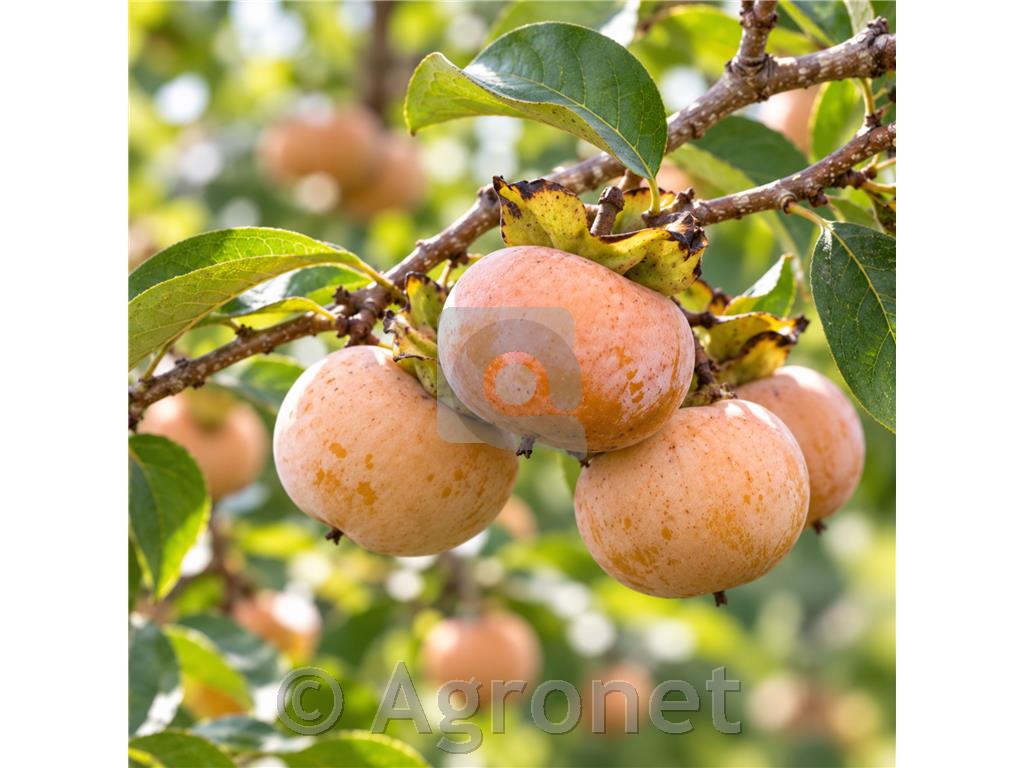 Kaki v loncu Diospyros lotus