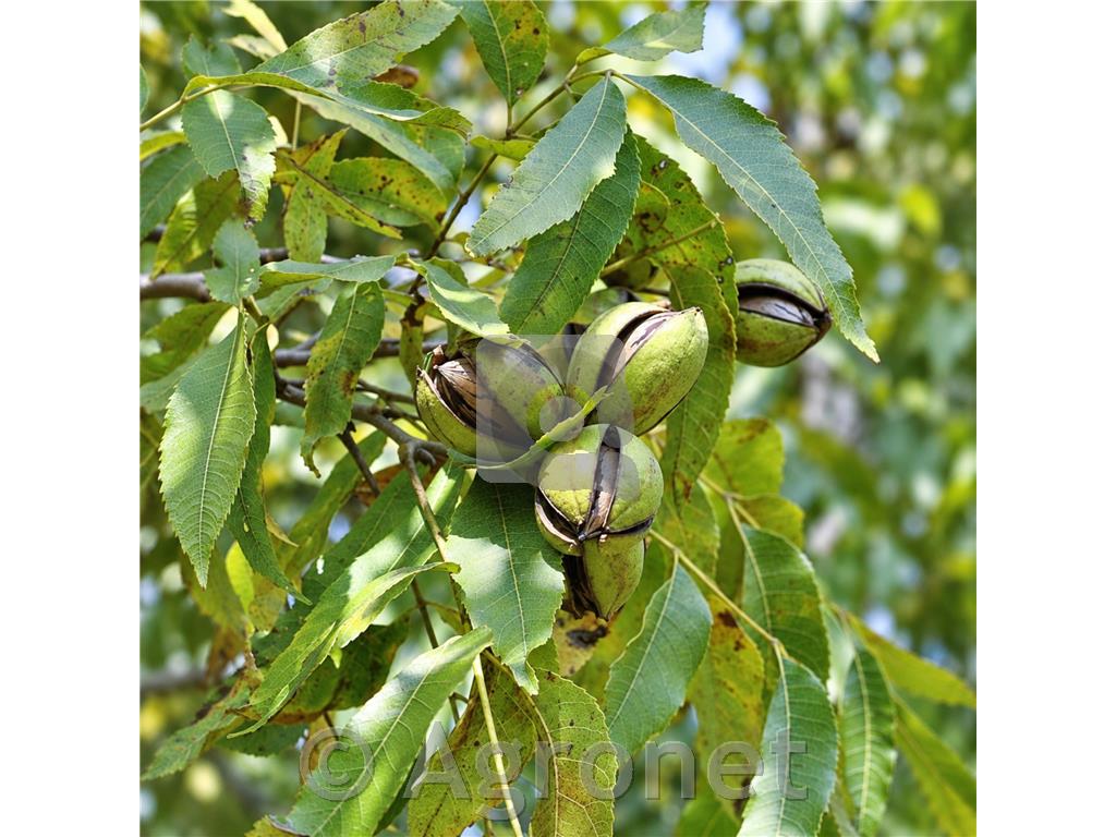 Pekanski oreh Nevianka, Carya illinoinensis