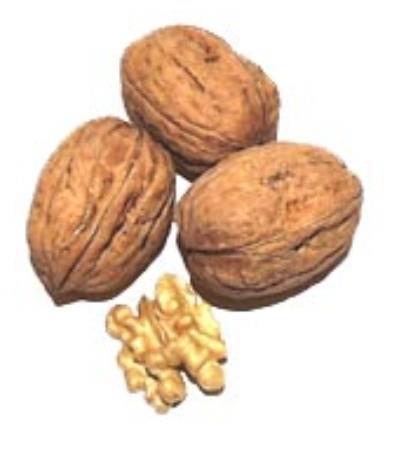 Oreh (Juglans regia) Franquette - podlaga OREHOV SEJANEC