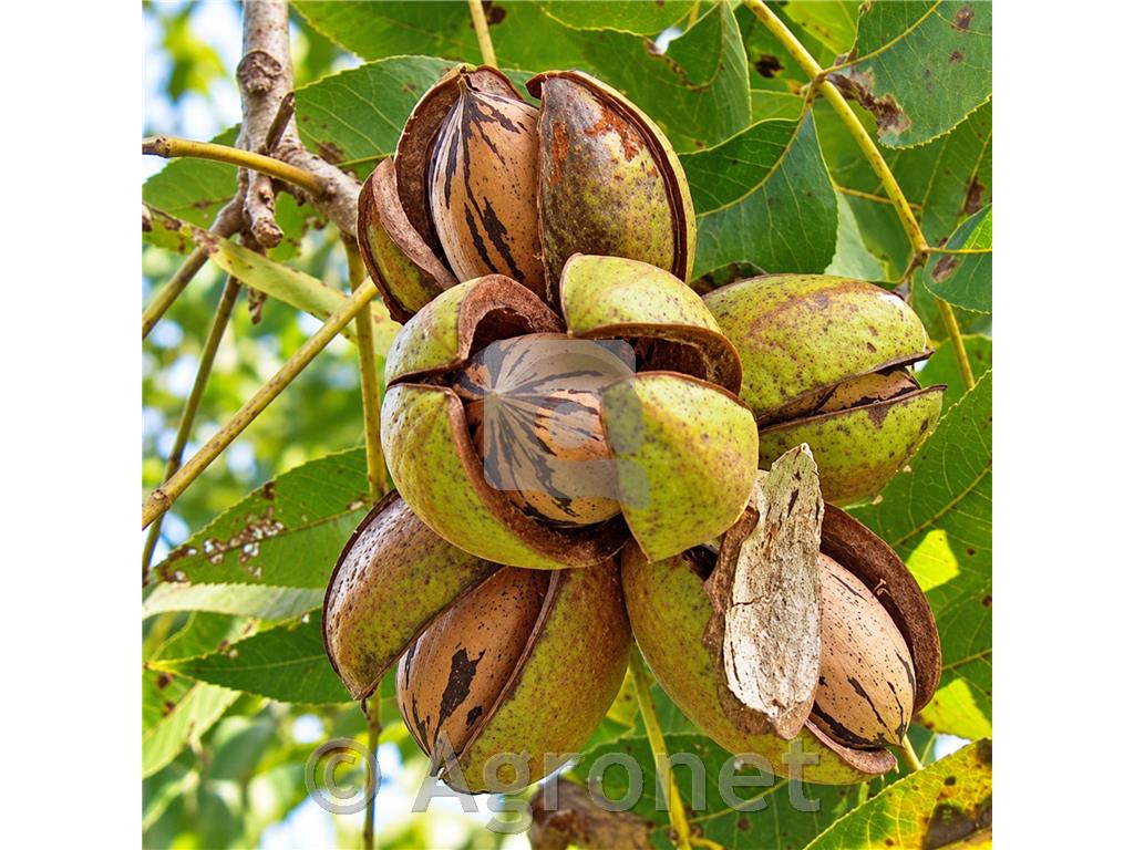 Pekanski oreh Cheyenne, Carya illinoinensis