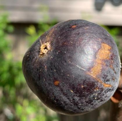 Figa Črna Bružetka