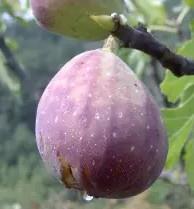Figa Melanzana