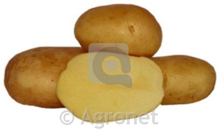 Krompir sorta Adora A 35/50 100 gomoljev