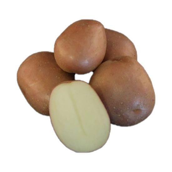 Krompir Monte Carlo A 28/35 2,5 kg