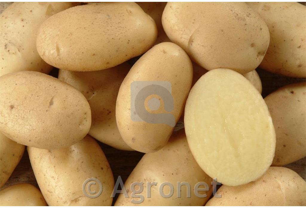 Krompir Bellini A35/55 10kg