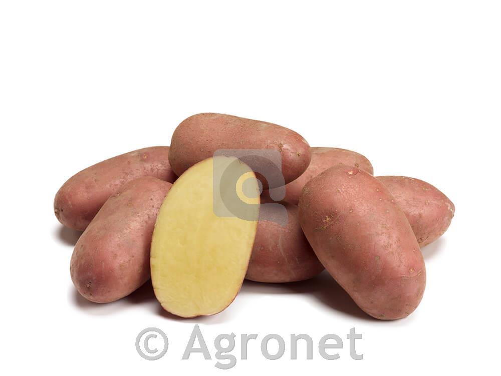 Krompir Alouette A 28/35 25 kg