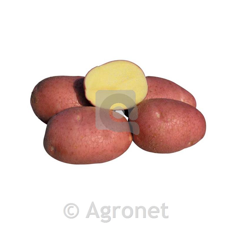 Krompir Bellarosa A 35/55 10 kg