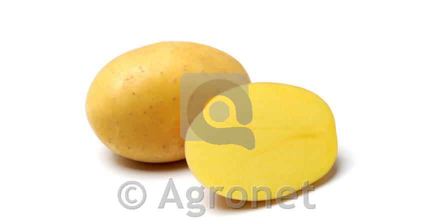 Krompir Colomba A 28/35 25 kg