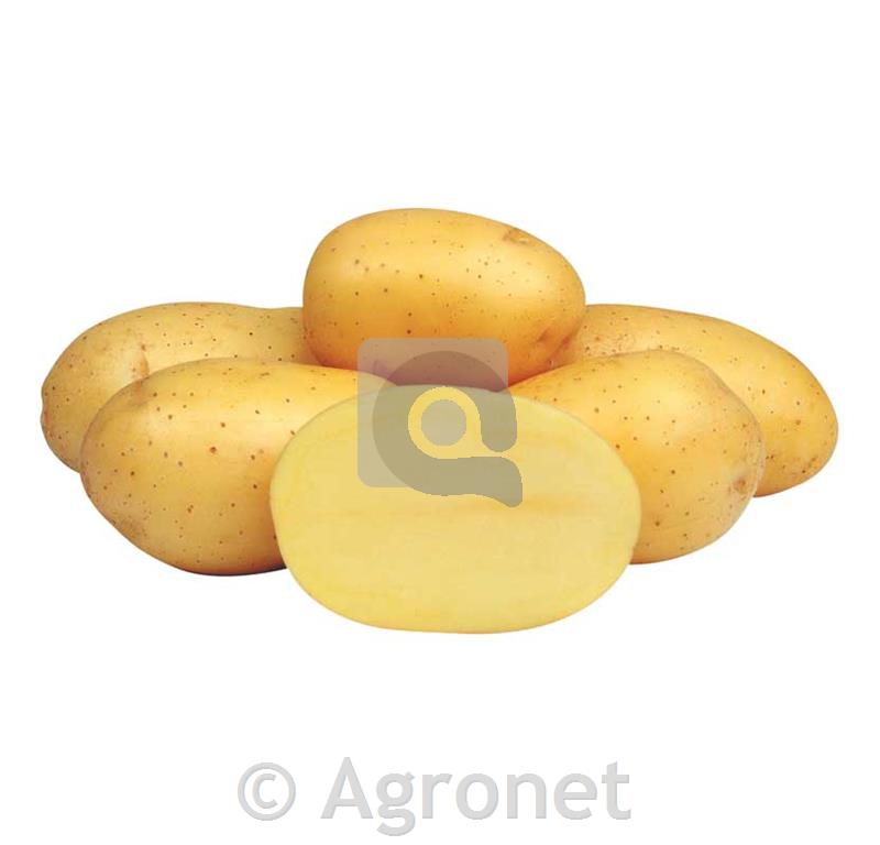 Krompir Camelia A 35/55 2,5 kg