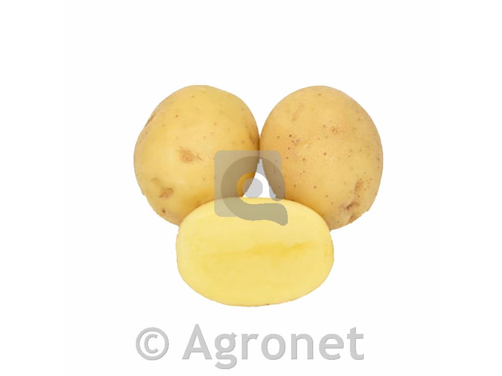 Krompir Actrice A 35/55 25 kg