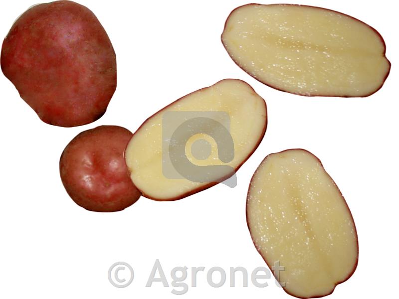 Krompir Evora A 28/35 kg