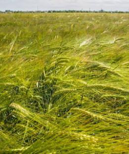 Ječmen semenski jari Elena, 30 kg