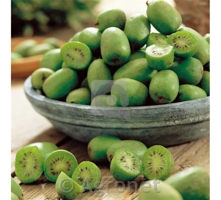 Kivi (Actinidia arguta) Issai