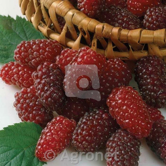 Loganberry