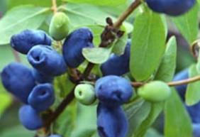 Sibirska borovnica Indigo Gem