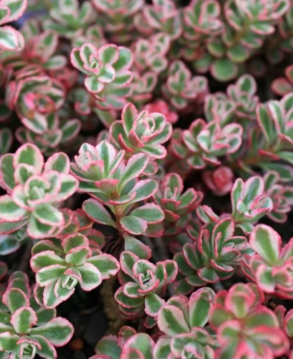 Pisanolistna homuljica Sedum spurium 'Tricolor'