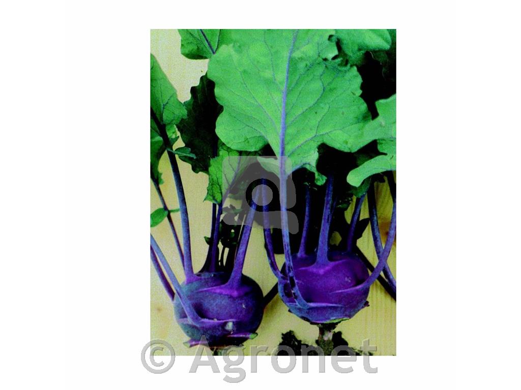 Kolerabica Azur-star EKO