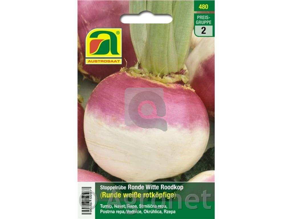 Strniščna repa Ronde Witte Roodkop