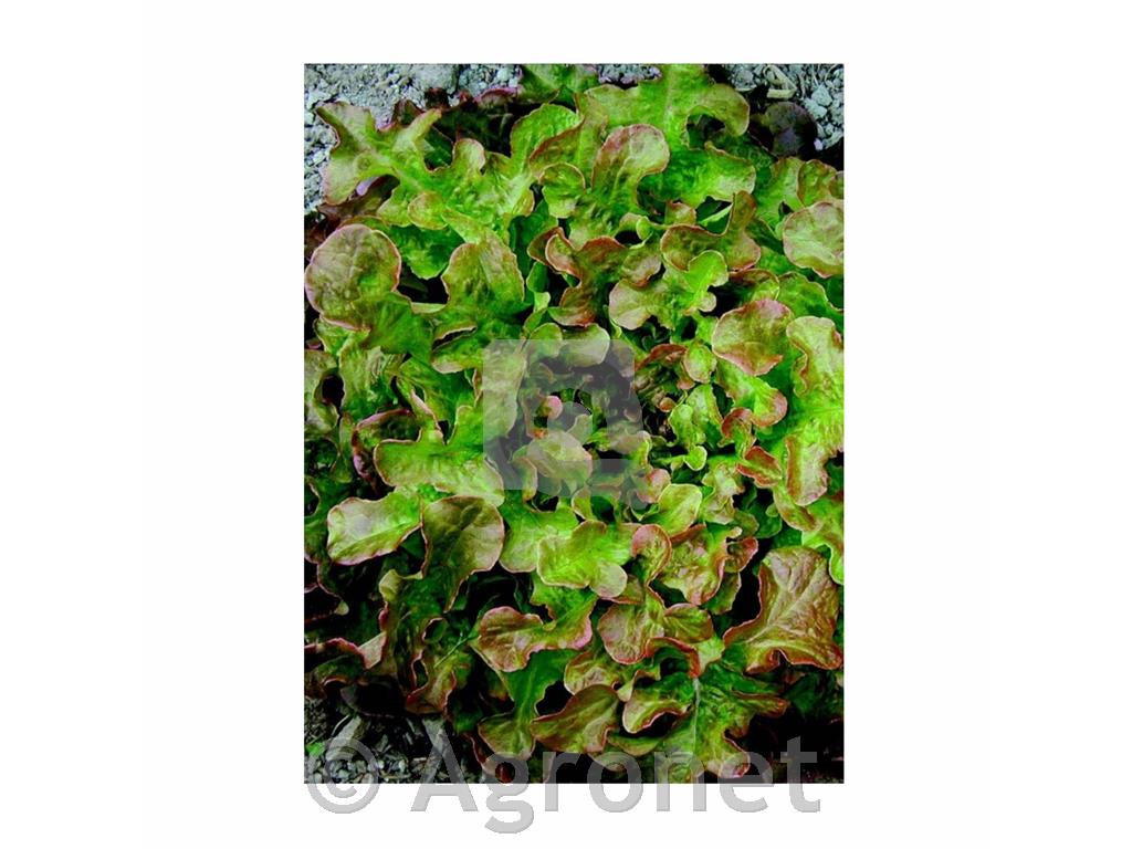 Solata Rubinette EKO